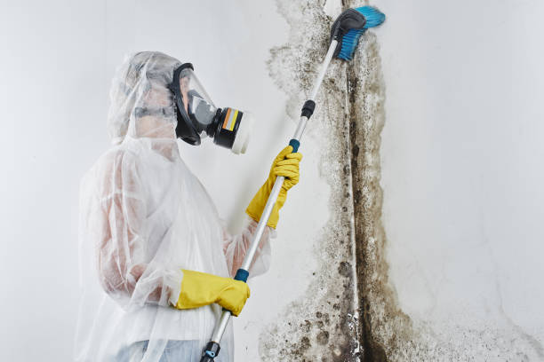 Best Mold Remediation  in Alliae, NC