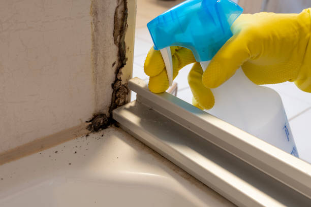 Best Mold Removal and Inspection  in Alliae, NC