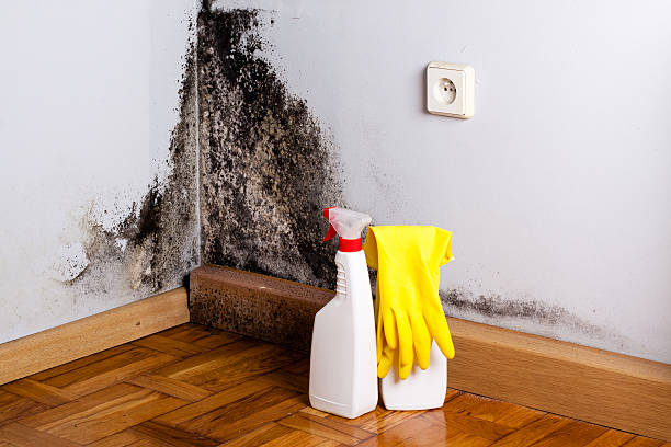 Mold Removal and Inspection in Alliance, NC