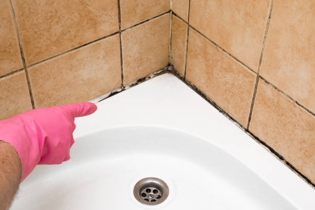 Office Mold Removal Services in Alliance, NC